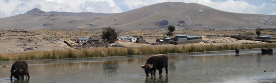 Titicaca---Cows-in-water.jpg